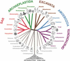 Figure reproduced from Adl et al. (2012). [reproduced with permission from Wiley: DOI: 10.1111/j.1550-7408.2012.00644.x]