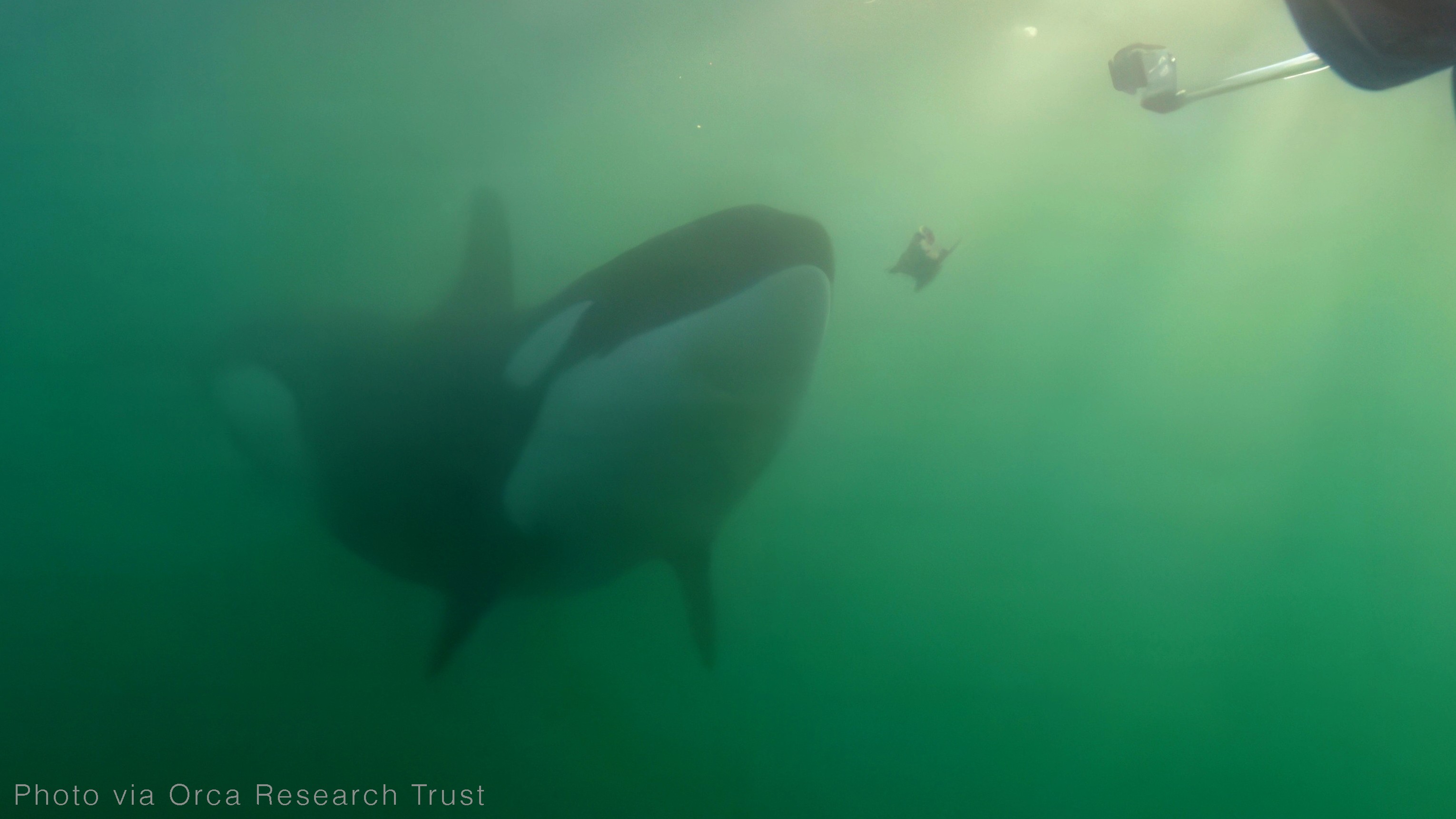 An underwater photograph of an orca offering food. 