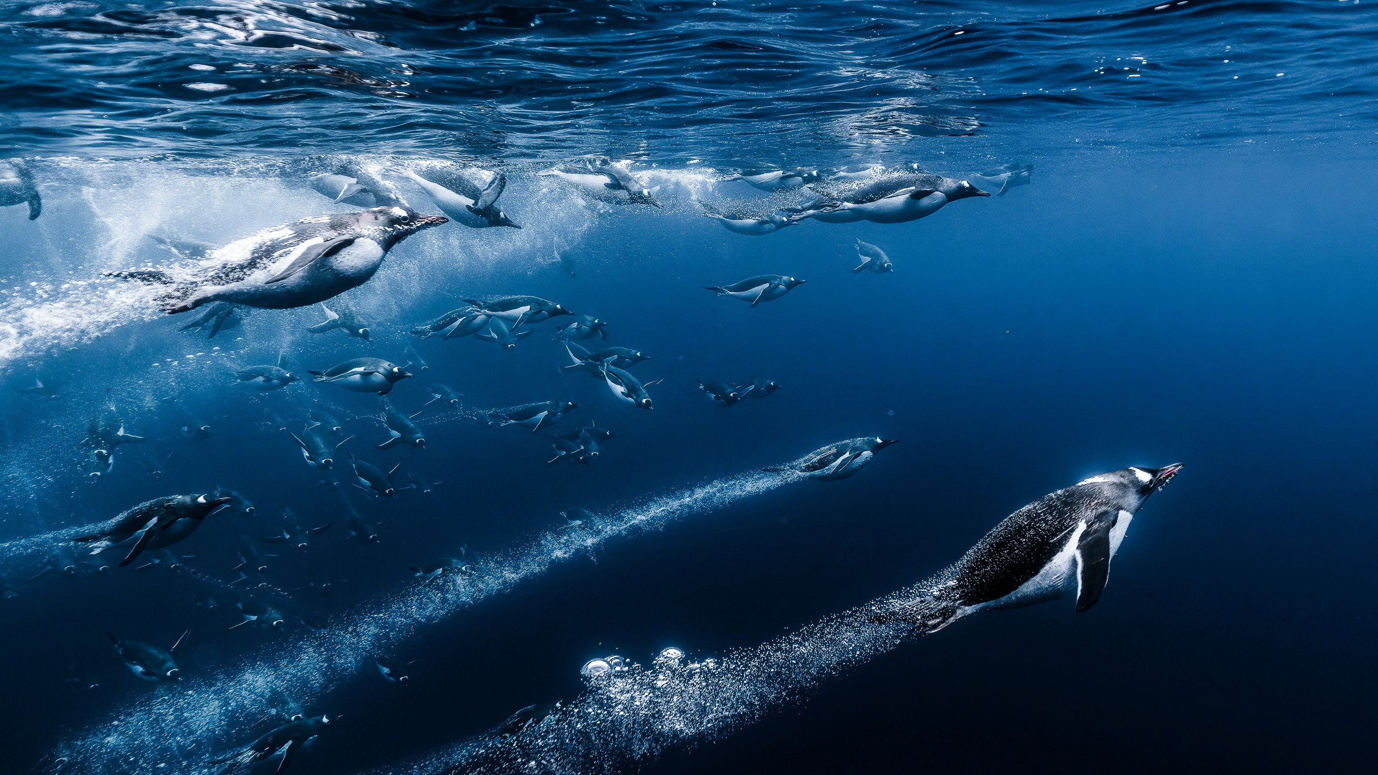Penguins swim underwater
