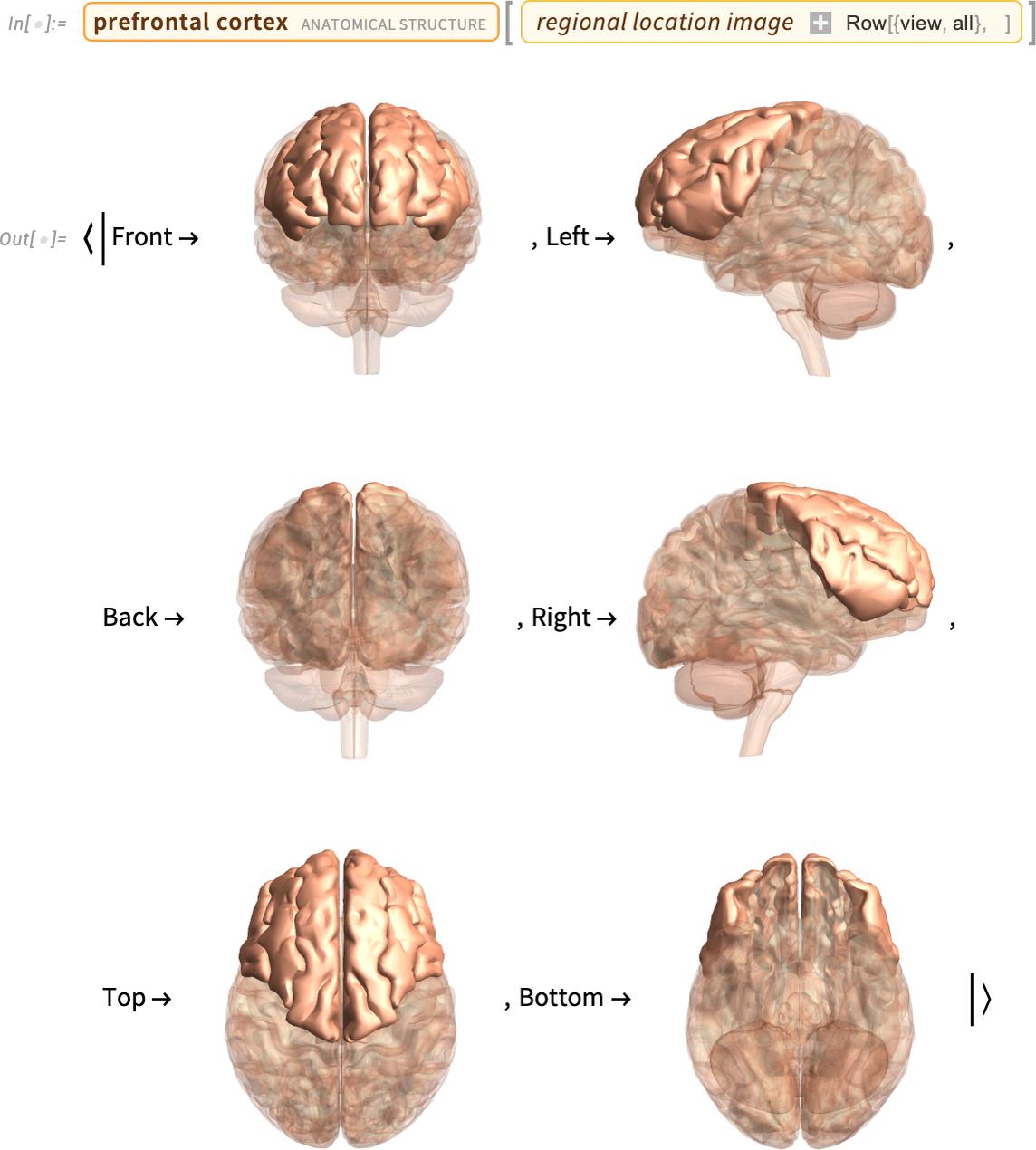 Entity[AnatomicalStructure, Prefrontal Cortex], Association
