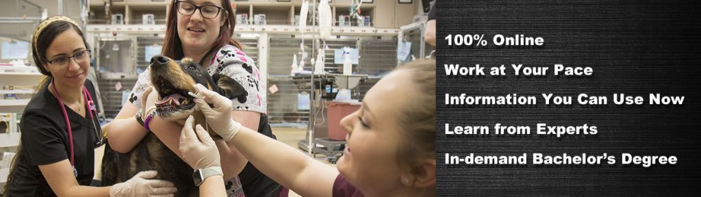 Bachelor of Science in Veterinary Technology (BSVT)