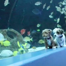Take a break from stressing and watch these puppies explore an aquarium