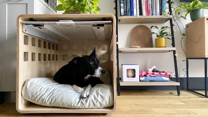 Black and white dog laying in a minimal wooden crate