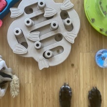 Picture of multiple dog puzzle options