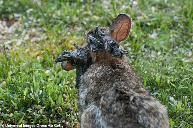 Wildlife officials have noted that there is no threat to human health, but people are still warned not to touch infected rabbits