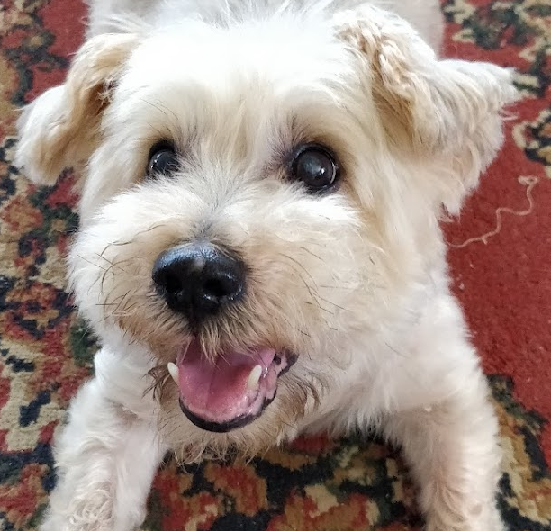 Journeyman Geek's user avatar