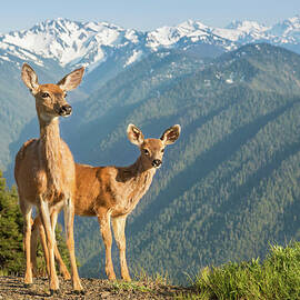 Deer And Mountains by Kencanning