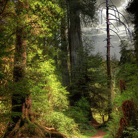 Path Through Redwood Forest by Ed Freeman