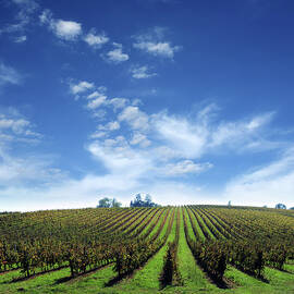 Vineyard Farm With Clouds Background - by Phototalk