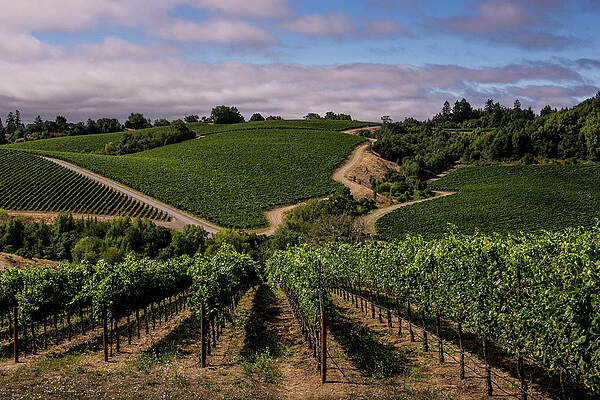 Rolling Vineyard Hills Wall Art