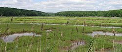 Salt marsh in East Lyme