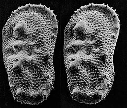 An SEM stereo pair of microfossils of less than 1 mm in size (Ostracoda) produced by tilting along the longitudinal axis