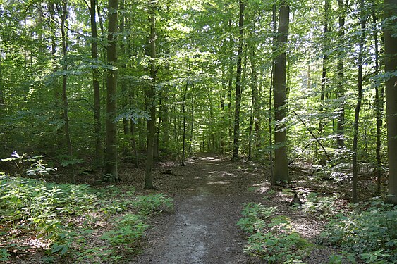 Forest Path