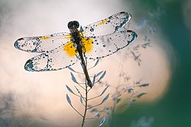 Sympetrum flaveolum