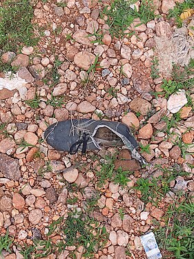 Lost shoe of a hiker