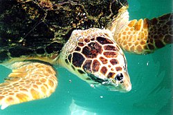 Loggerhead sea turtle