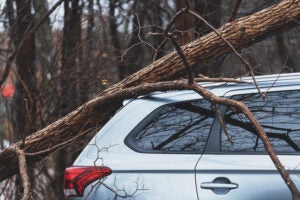 Silver car with tree branch damage
