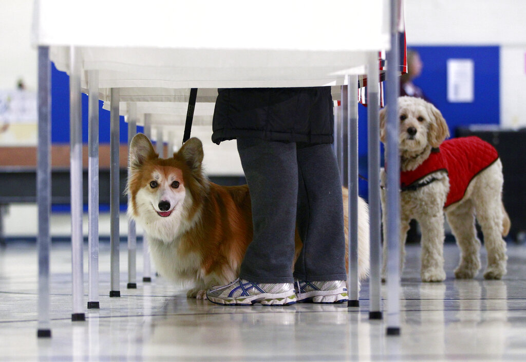 Voters bring their dogs as they vote on primary election day at a polling station.